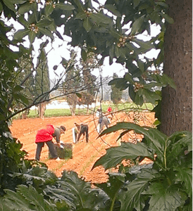 agricultura razones para comprar casa en Mallorca